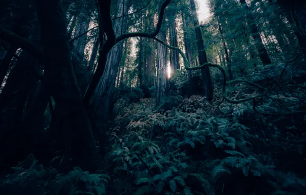 Forest, light, trees, moss, focus, blur, paporotka