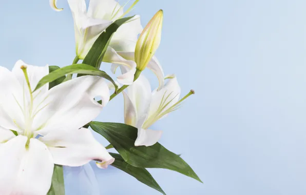 Picture flowers, Lily, buds