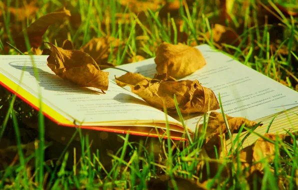 Autumn, grass, leaves, light, glade, foliage, yellow, dry