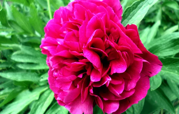 Spring, may, peony