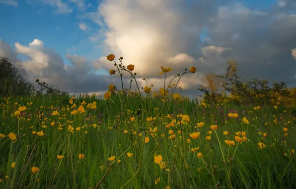 Greens, field, the sky, clouds, flowers, nature, spring, yellow