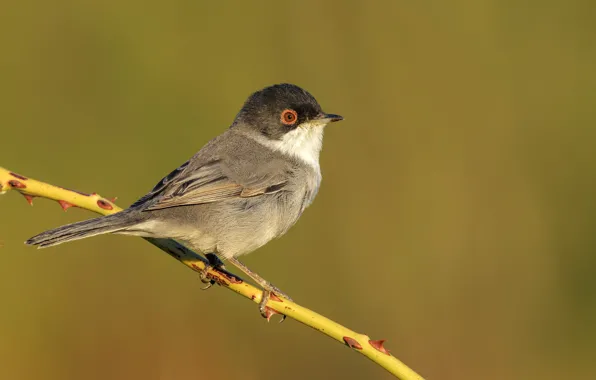 Picture the sun, branches, background, bird, Mediterranean Warbler, Warbler, Sardinian warbler