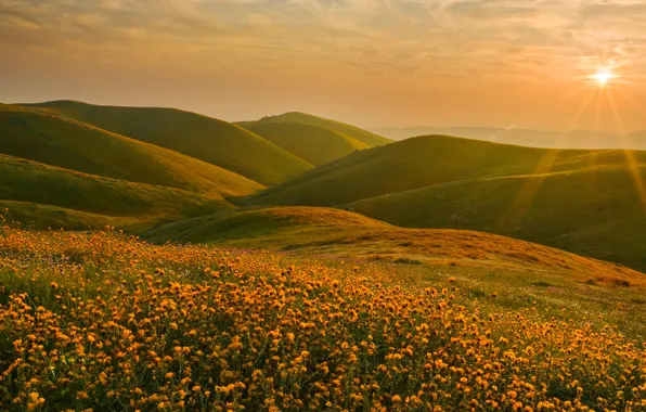 Picture the sun, landscape, sunset, flowers, hills, CA, Sierra Nevada