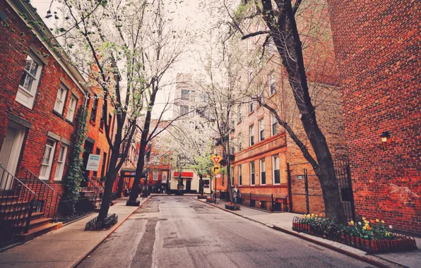 Trees, street, New York, United States, the garden in the spring