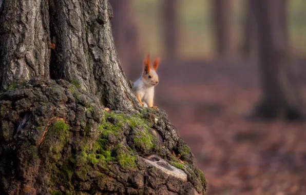 Nature, tree, animal, protein, trunk, animal, rodent, Alexander Plekhanov