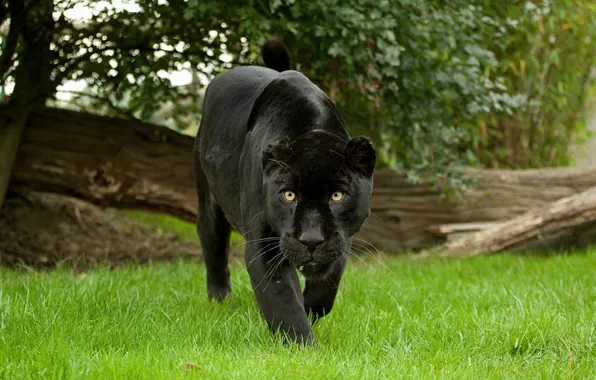 Cat, grass, look, Panther, black Jaguar