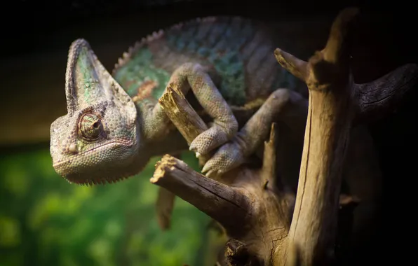 Chameleon, background, tree, dry