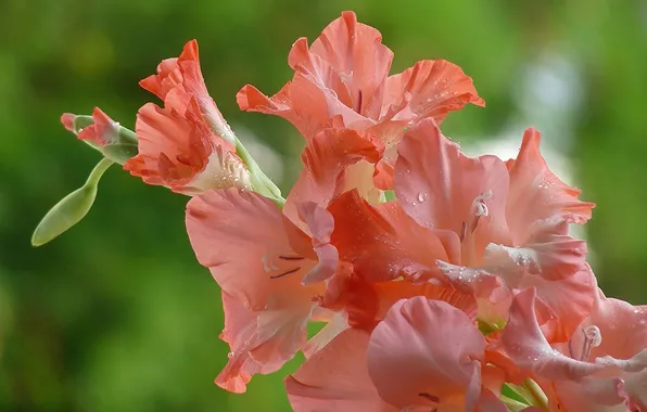 Macro, gladiolus, gladiolus