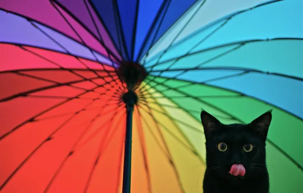 Picture language, look, umbrella, Cat