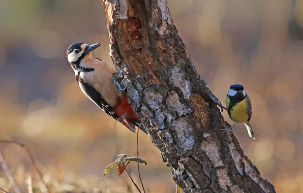 Tree, bird, woodpecker, trunk, tit