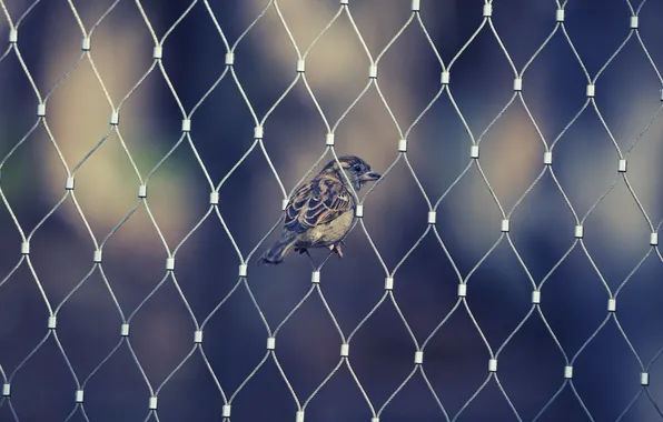 Picture animals, mesh, bird, the fence, wings, beak, Sparrow, Sparrow