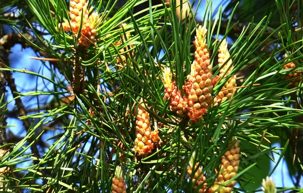 Spring, Spruce, needles