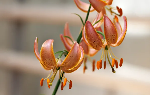 Picture macro, background, Lily, petals, stamens, Elena Kovrigina