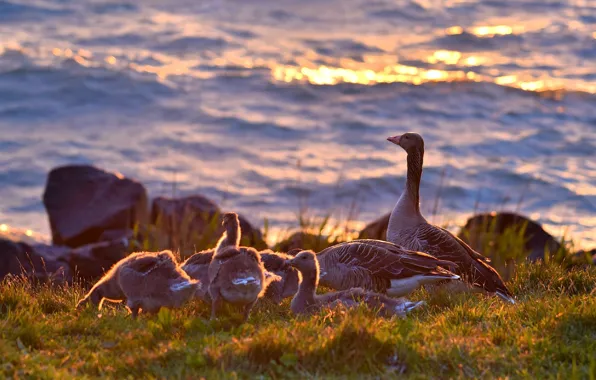 Birds, pond, geese