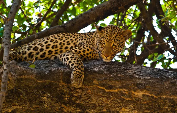 Leaves, branches, nature, predator, leopard, lies, on the tree