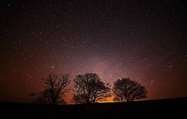 Picture space, stars, trees, night, silhouette