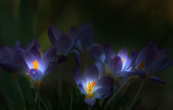 Picture blur, drops, crocuses
