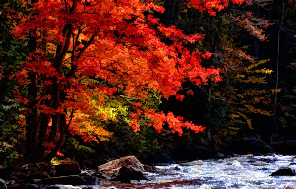 Picture autumn, forest, trees, line, river, stream, touch