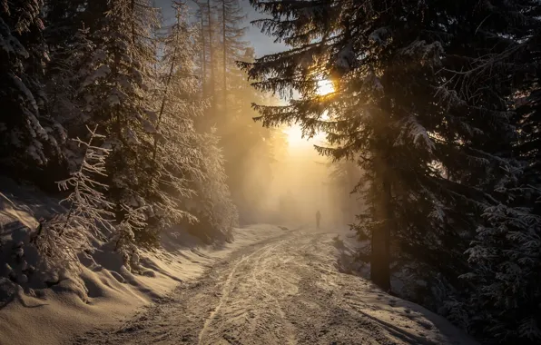 Road, forest, the sun, snow