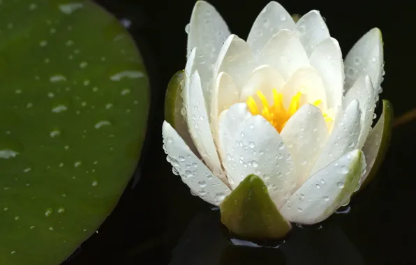 Picture flower, drops, Lily, petals, white, water