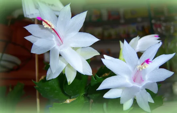 Flowers, cactus, white, Meduzanol ©