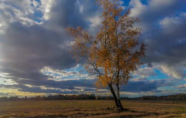 Field, autumn, the sky, clouds, tree, October, the leaves are yellow