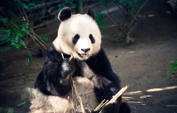 Language, face, light, branches, bear, Panda, sitting, zoo