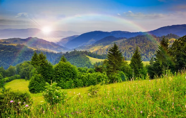 Picture forest, trees, mountains, nature, rainbow, rainbow, trees, nature