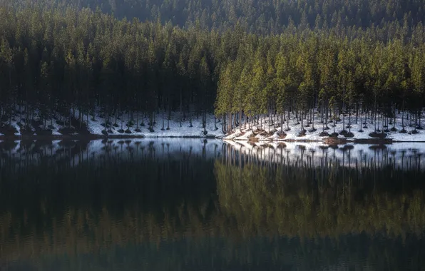 Forest, water, trees, nature, reflection
