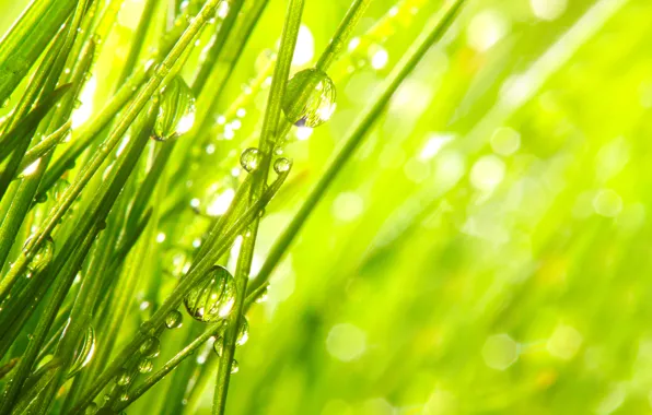 Picture grass, drops, macro, nature, Rosa, morning, nature, macro