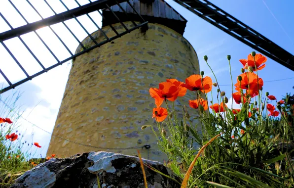 Picture flowers, red, Maki, windmill