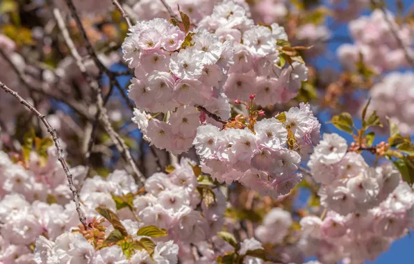 Flowers, branches, spring, Sakura, pink, flowering