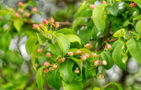 Spring, Apple, buds