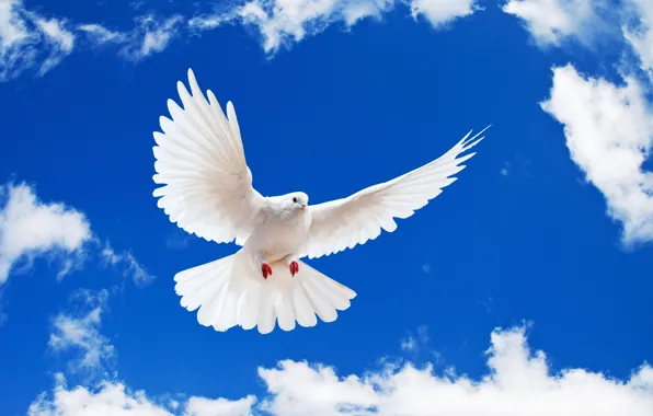 Picture white, the sky, dove, white dove