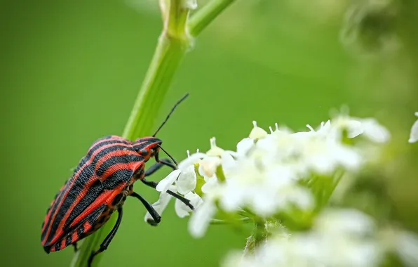 Strips, flowers, plant, beetle, stem, insect, bug, stink bug
