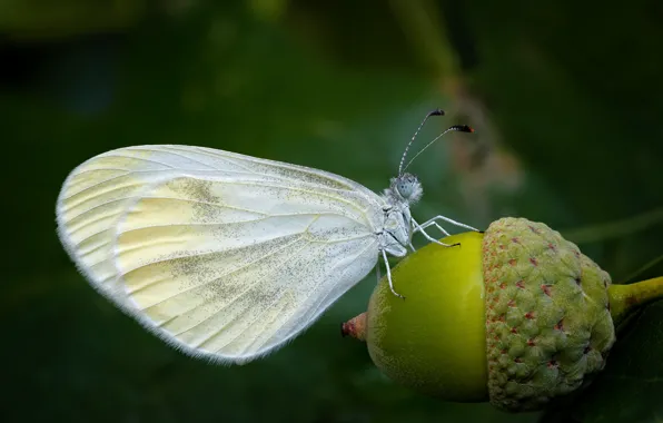 Macro, Butterfly, white, acorn
