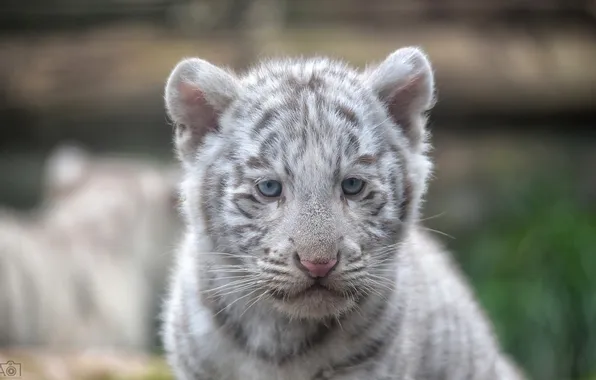 Face, kitty, predator, muzzle, white tiger, cub, wild cat, tiger