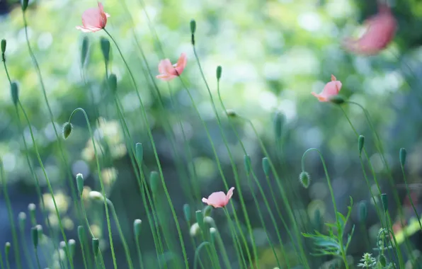 Summer, flowers, nature, Maki, pink