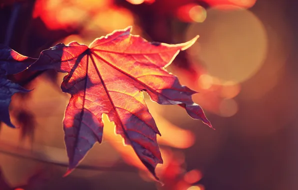 Picture autumn, the sun, macro, light, red, nature, sheet, glare