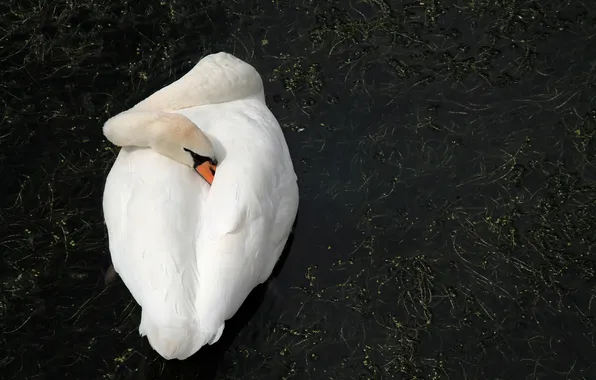 Picture white, water, Swan