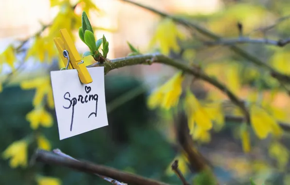 Picture nature, tree, note, spring