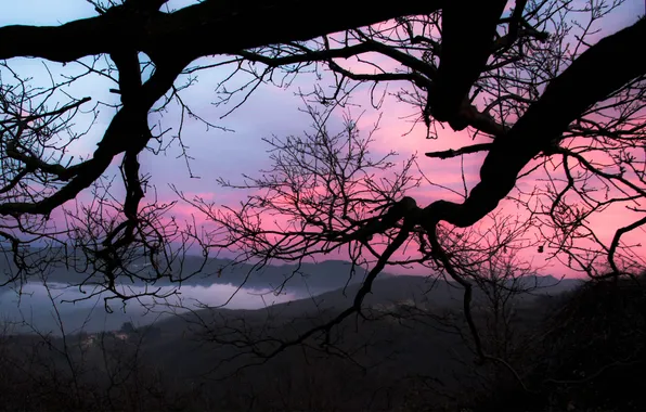 Picture the sky, sunset, branches, tree