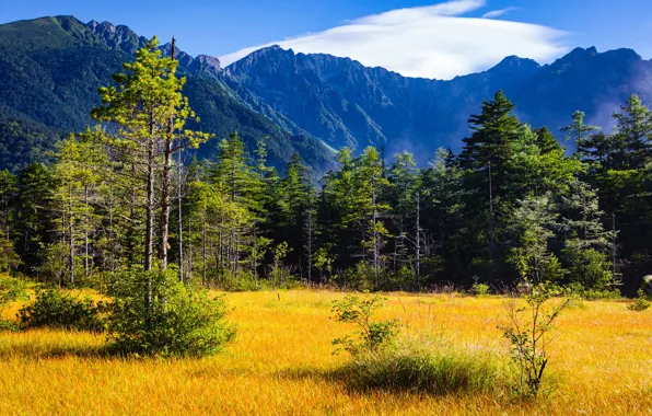 Picture autumn, forest, the sky, grass, the sun, clouds, trees, mountains