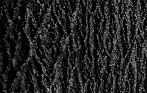 Background, tree, texture, bark