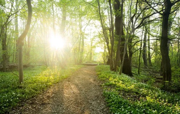 Picture road, forest, light, flowers, spring