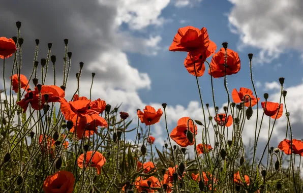 Picture summer, the sky, clouds, light, flowers, red, clouds, blue