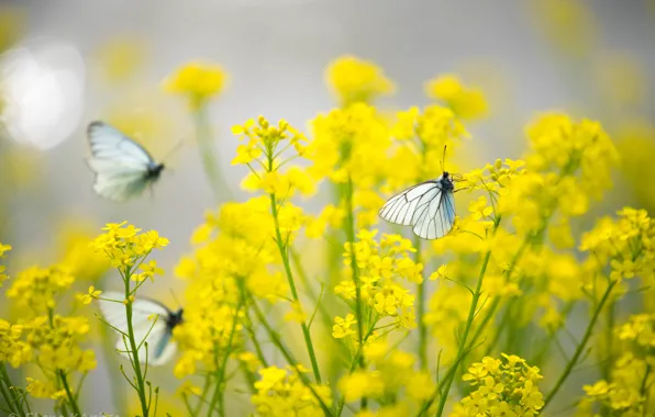 Butterfly, flowers, yellow, Insects, the cabbage