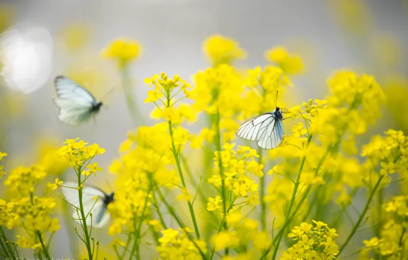 Flowers, yellow, butterfly, insect, cabbage