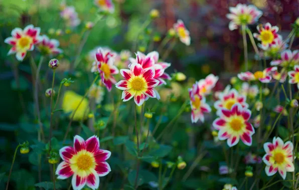 Picture nature, Park, petals, garden, stem