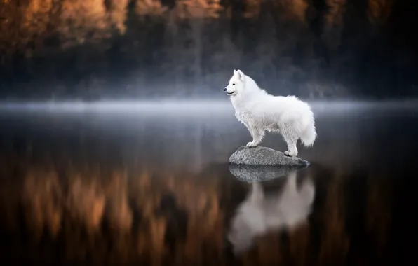 Autumn, forest, look, nature, pose, lake, reflection, stone